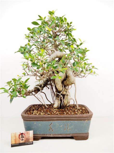illustration d'un ficus bonsaï avec ses racines aériennes