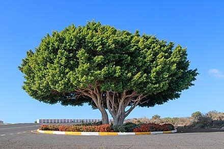 comparaison entre Ficus microcarpa et Ficus benjamina