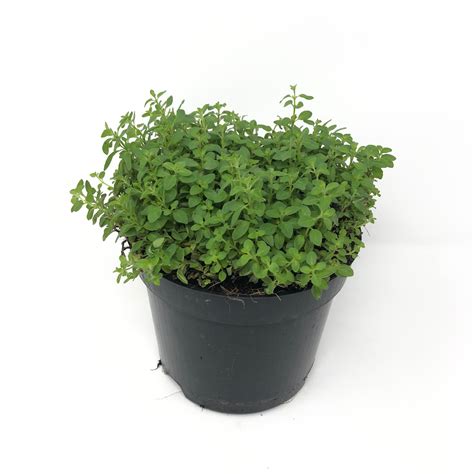 Jeunes plants d'origan en pot