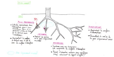 Schéma d'un système racinaire avec rhizomes