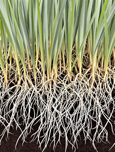 Gros plan sur des rhizomes de chiendent