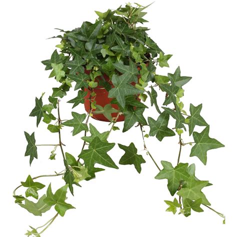 Lierre commun Pittsburgh avec d'autres plantes