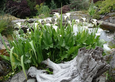 Arum blanc en fleur au bord d'un bassin