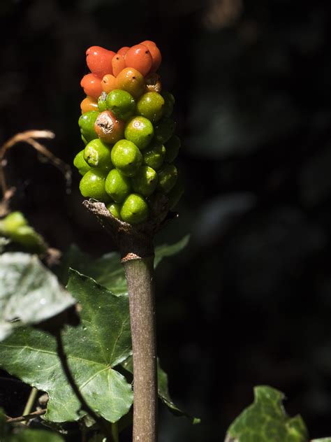 Fruits de l'arum, baies orange