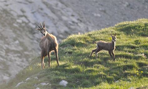 Chamois et flore alpine sur les pentes du Pic de Bure