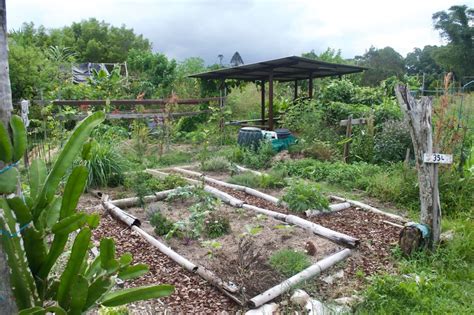Vue d'ensemble de l'habitat partagé La Canopée avec son jardin en permaculture
