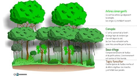 Illustration des différentes techniques de travail du sol utilisées en permaculture à La Canopée