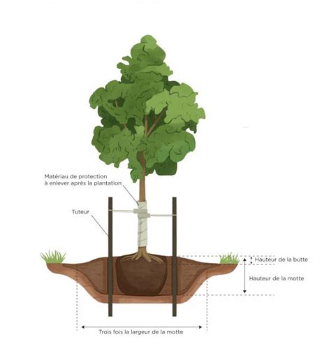 Arbre fraîchement planté avec motte grillagée et tuteur