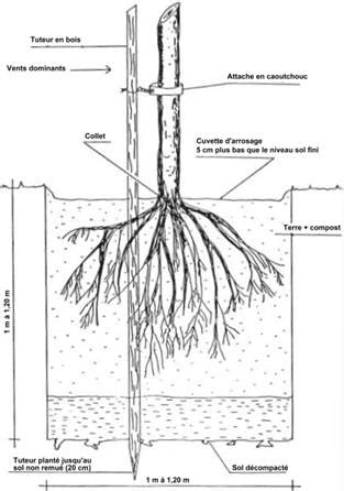 Schéma de la préparation du trou de plantation avec dimensions