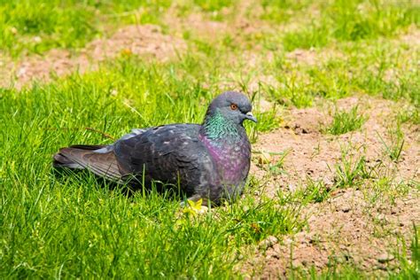 Pigeon biset picorant dans l'herbe