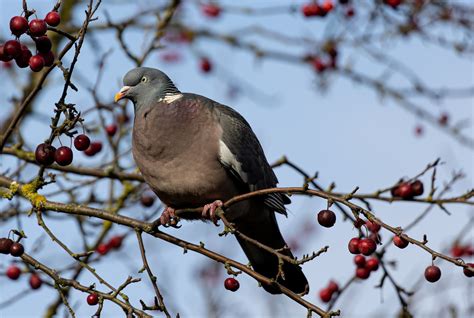 Pigeon ramier mangeant des baies sur un arbuste