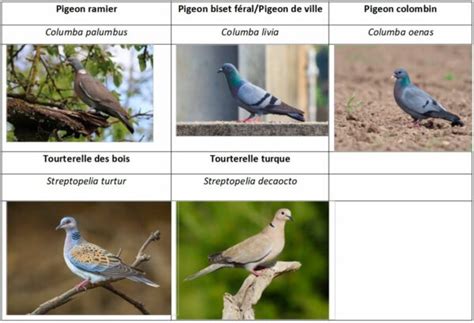 Les différentes espèces de colombidés en France