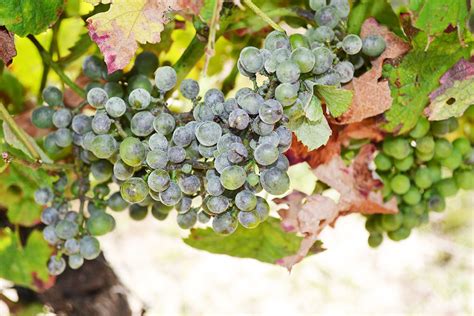 Symptômes de l'oïdium sur les grappes de vigne