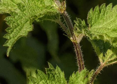 Ortie piquante avec ses feuilles dentelées et ses poils urticants