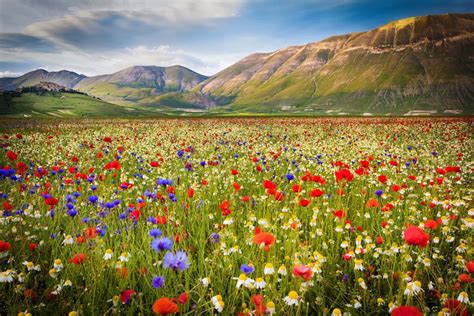 Champs de fleurs colorés en Drôme