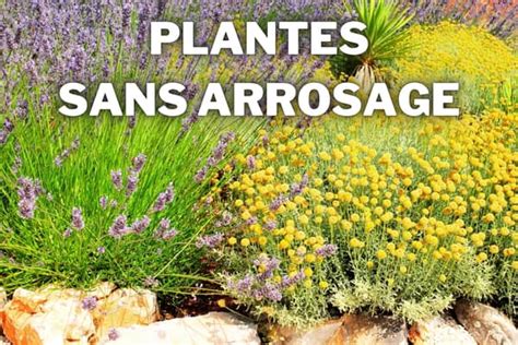 Plantes aromatiques méditerranéennes en plein soleil