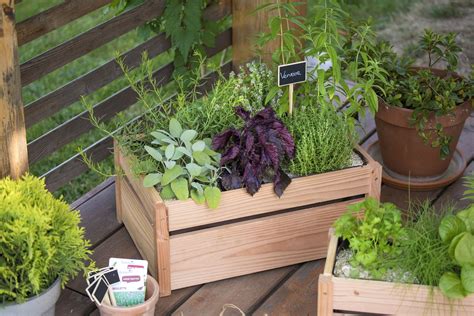 Jardinière de plantes aromatiques pour sol frais et ensoleillé