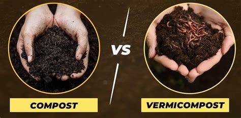 Comparaison entre le compost traditionnel et le vermicompost