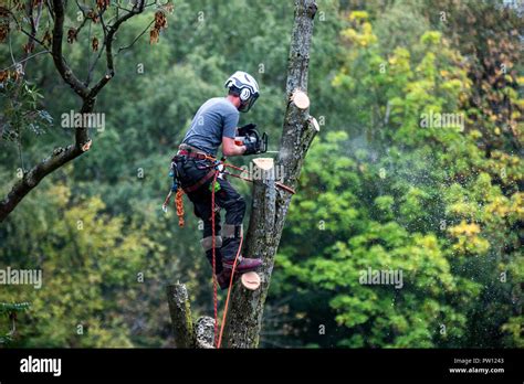 Grimpeur dans un arbre
