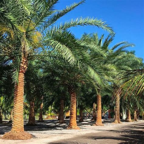 Phoenix canariensis dans un jardin