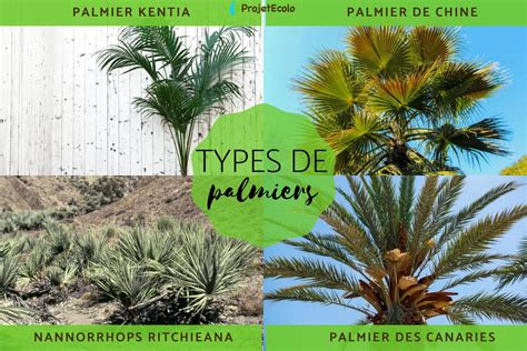 Comparaison de différentes espèces de palmiers