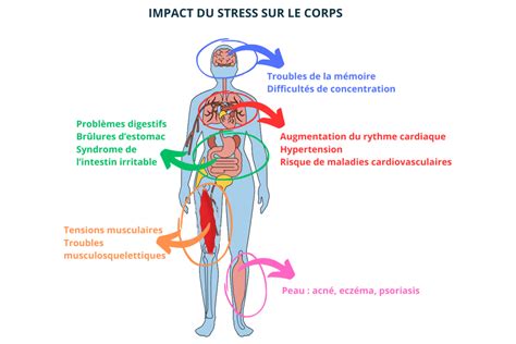 Schéma illustrant le stress du repiquage sur le système racinaire
