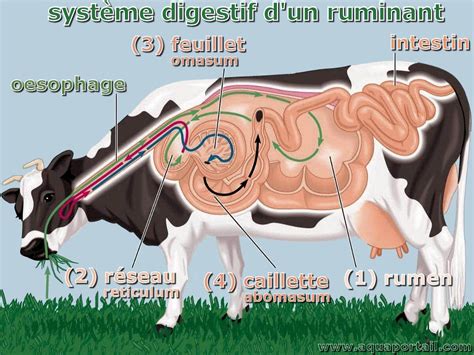 Schéma du système digestif d'un veau
