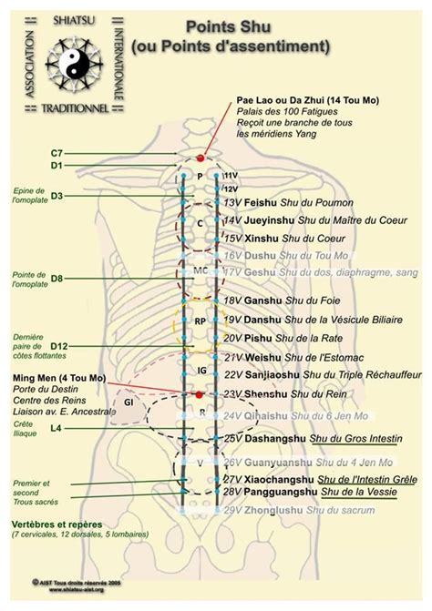 Points de shiatsu pour veaux lors de diarrhée (Choi et al., 1995)