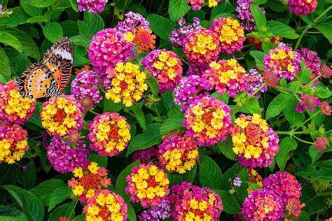 Lantana en fleurs