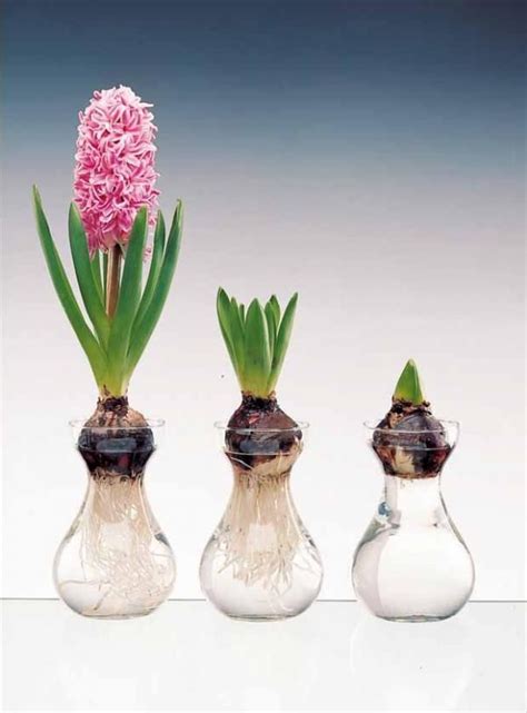 Jacinthe forcée dans une carafe à bulbe