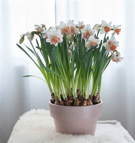 Narcisse Paperwhite en pot avec gravier