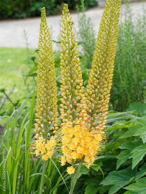 Eremurus (bougies des steppes) dans son habitat naturel