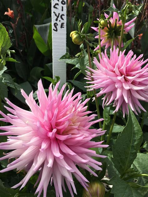 Dahlias labellisés Label Rouge