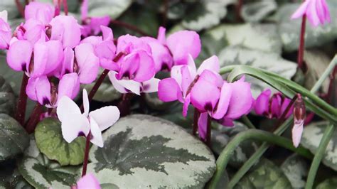 Feuillage marbré du Cyclamen europaeum