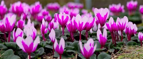 Exemple de Cyclamen 'Origami'
