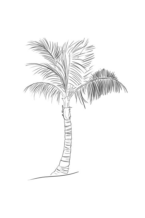 Dessin stylisé d'un palmier avec ses feuilles en éventail