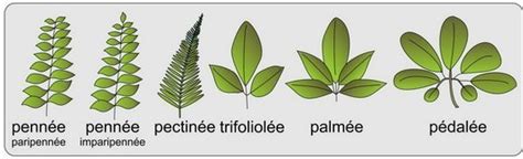 Schéma illustrant la différence entre feuilles palmées et pennées