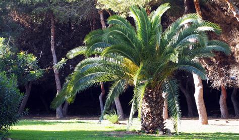 Un dattier des Canaries majestueux sur la Côte d'Azur
