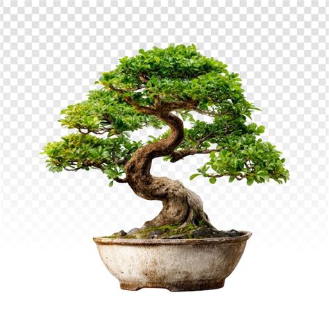 Image d'un bonsaï élégant dans un pot en céramique