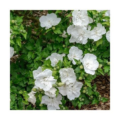Hibiscus syriacus 'White Chiffon' en pleine floraison