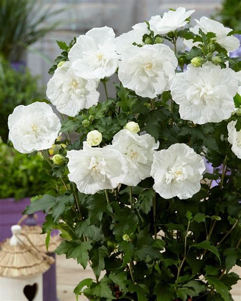 Schéma d'un aménagement de jardin avec Hibiscus syriacus 'White Chiffon' en massif