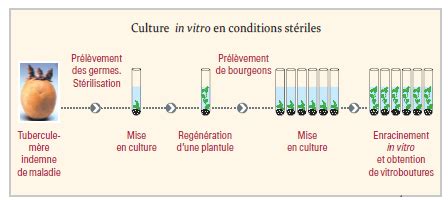 Schéma de la culture in vitro