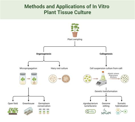 Applications de la culture in vitro