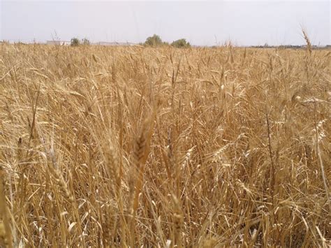 Champ de blé ancien