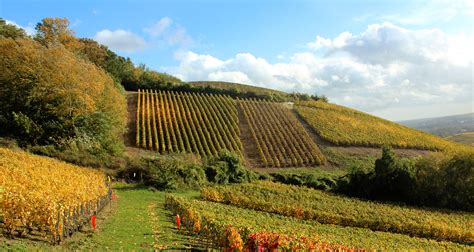 Vignoble enherbé avec biodiversité