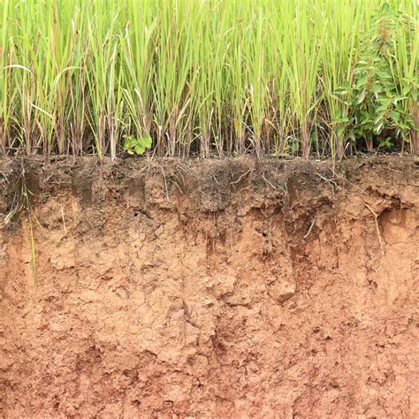 Profil de sol sous enherbement