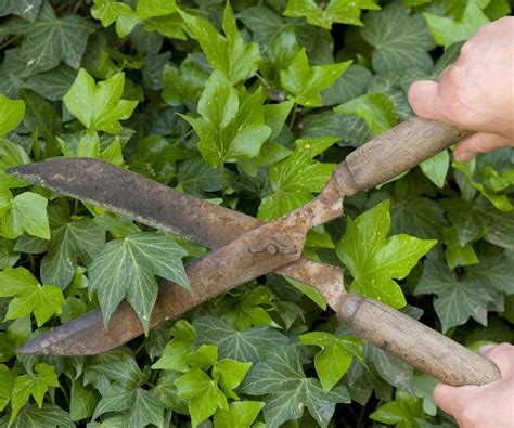 Outils de jardinage pour tailler le lierre