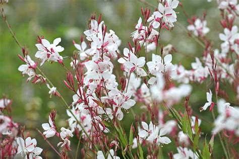 Gaura en pleine floraison