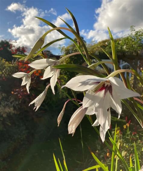 Acidanthera floraison