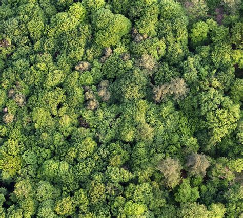 Forêt française
